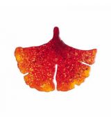 Brož smaltovaná - ginko