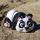 3D Panda