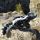 3D Skunk
