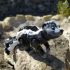 3D Skunk