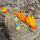 3D drak MAXI sunset