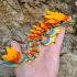 3D drak MAXI sunset