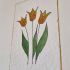Blahopřání ruční papír - tulipány II